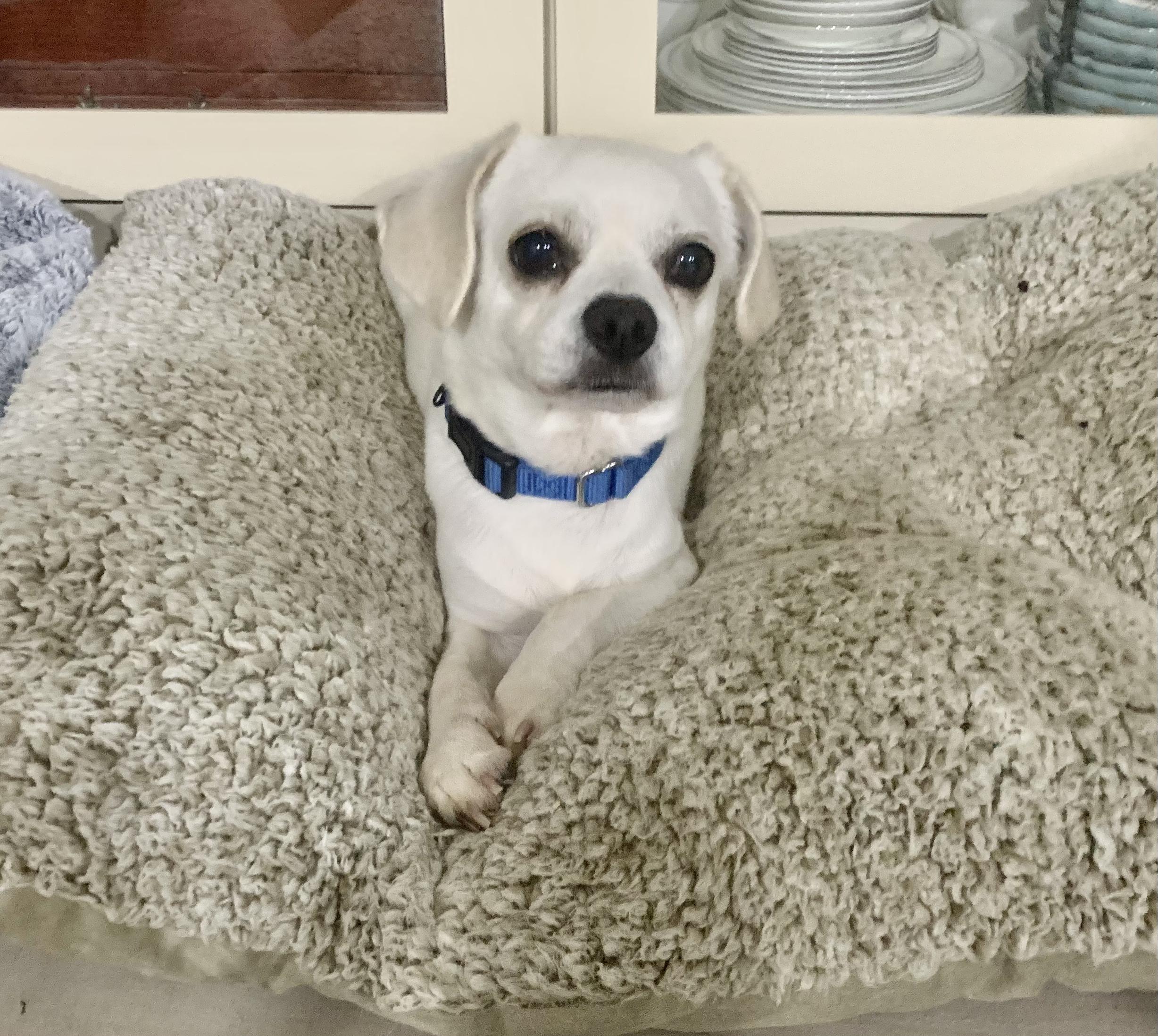 Enlarge Spanky Maverick, a Adoptable mixed breed in Plano, TX image 2/2