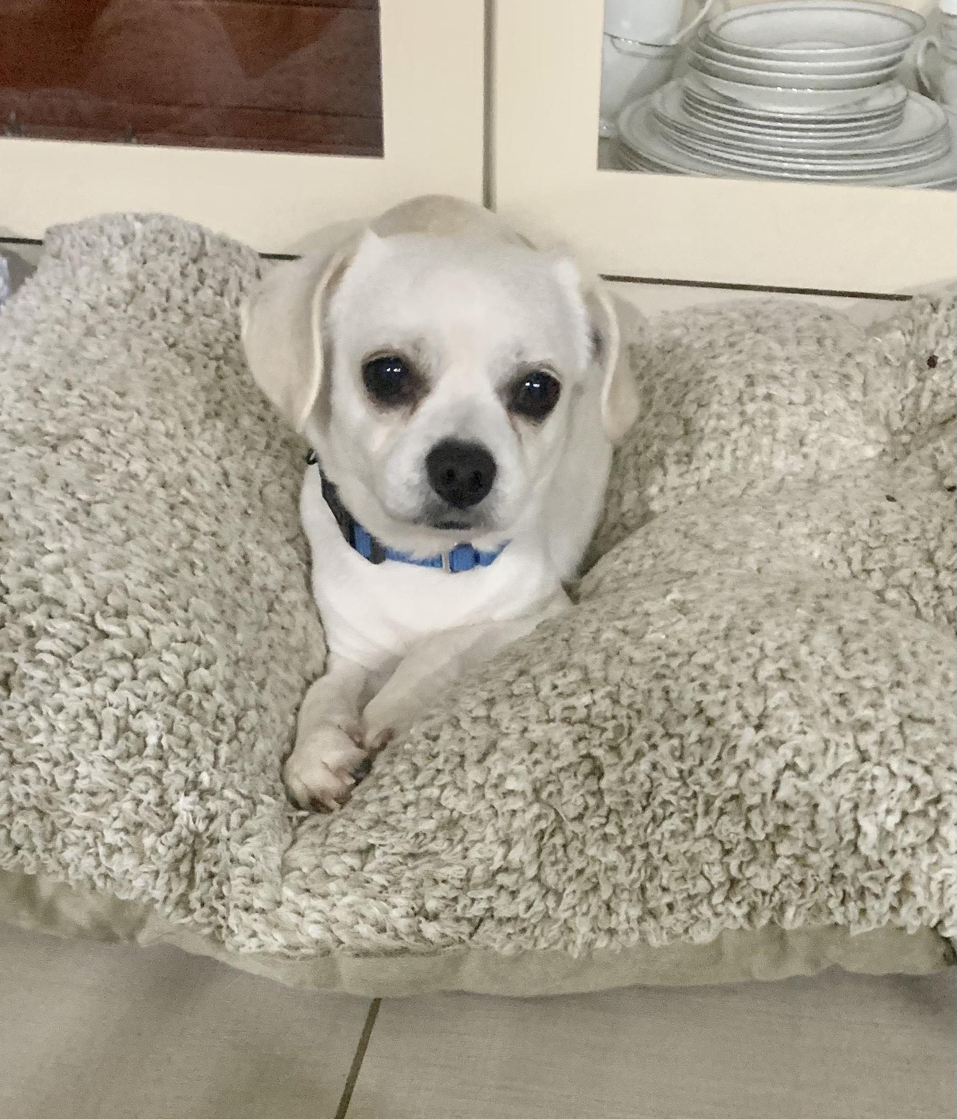 Enlarge Spanky Maverick, a Adoptable mixed breed in Plano, TX image 1/2