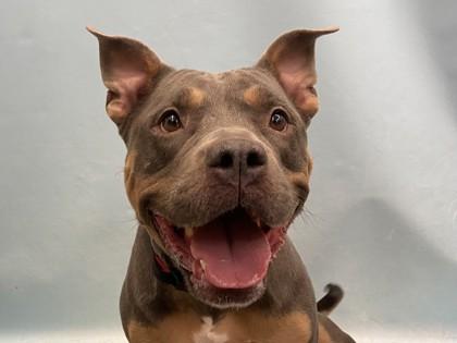 Lola, Adoptable, Adult Female Pit Bull Terrier & Mixed Breed.