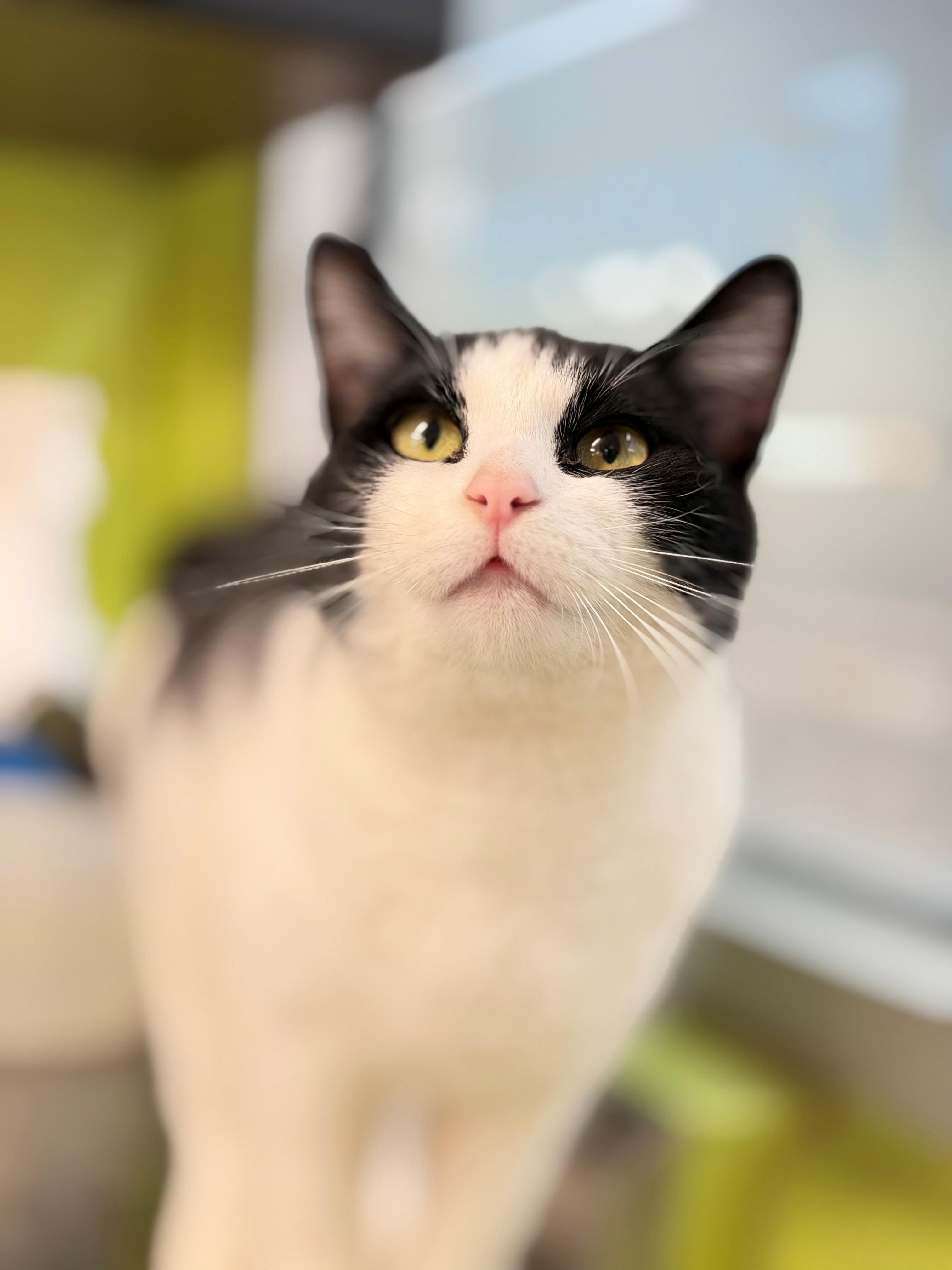 Enlarge Dory, an adoptable Domestic Short Hair in Hamilton, ON image 5/5