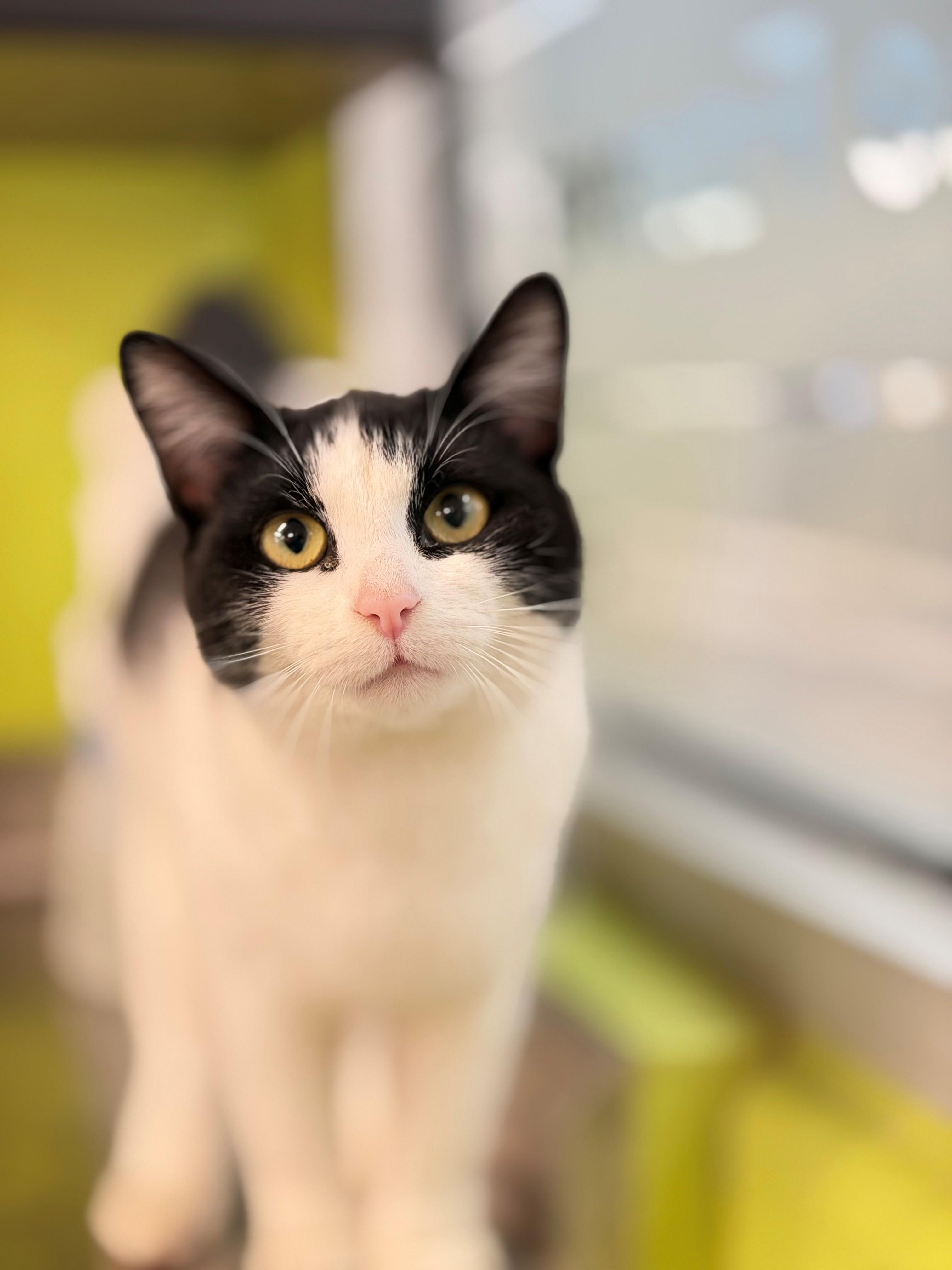 Enlarge Dory, an adoptable Domestic Short Hair in Hamilton, ON image 4/5