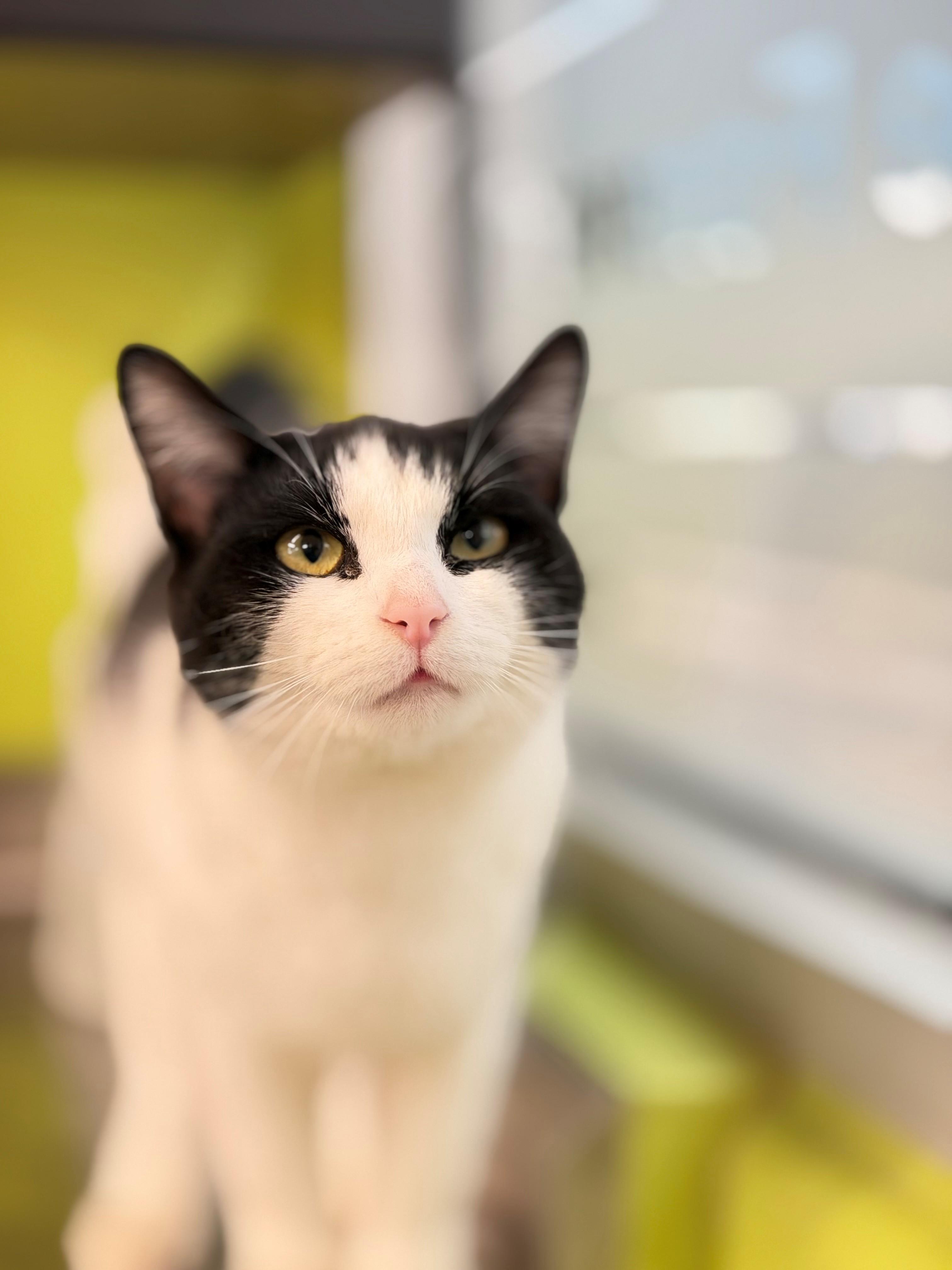 Dory, adoptable, Young Female Domestic Short Hair.