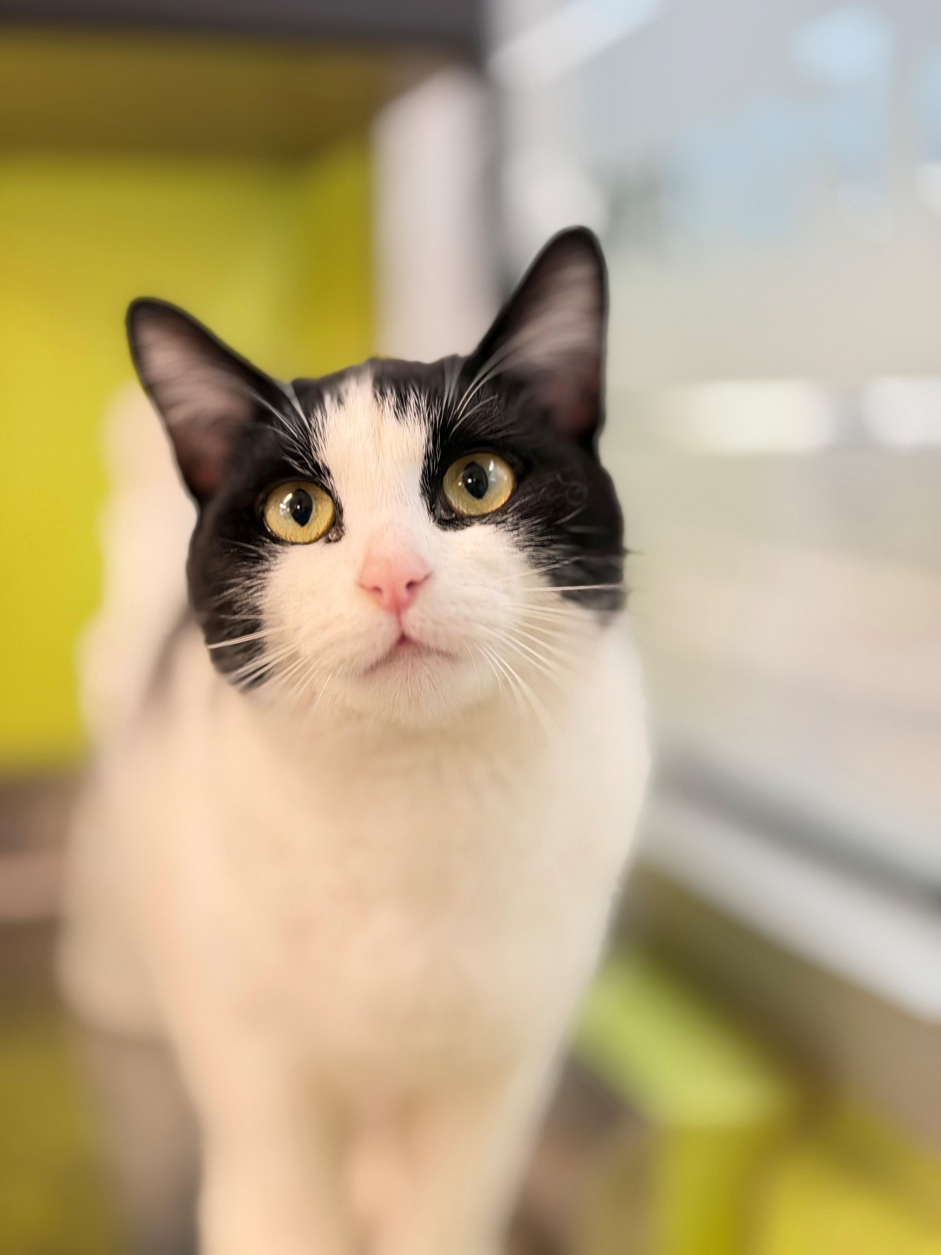 Enlarge Dory, an adoptable Domestic Short Hair in Hamilton, ON image 3/5