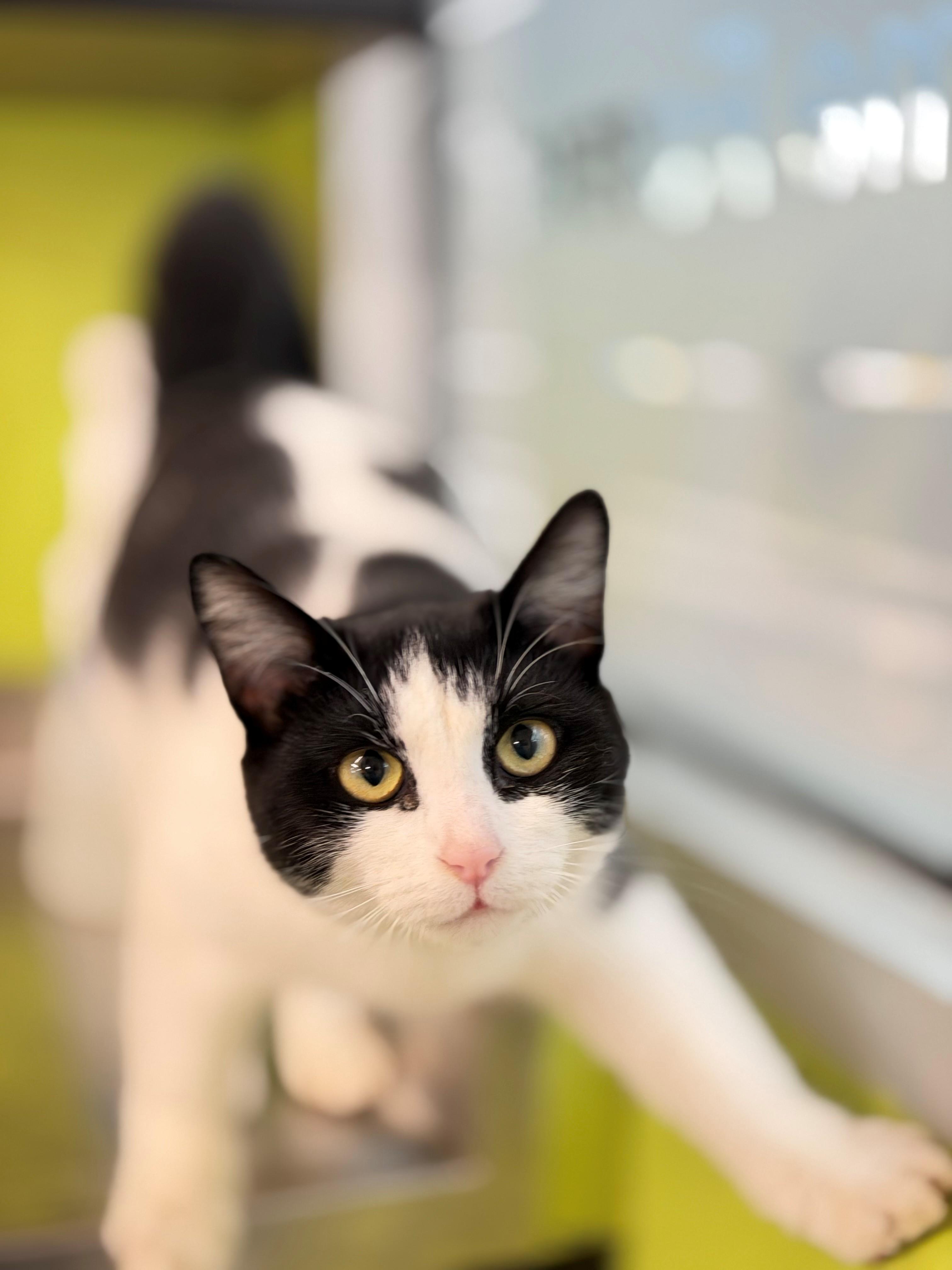 Enlarge Dory, an adoptable Domestic Short Hair in Hamilton, ON image 2/5