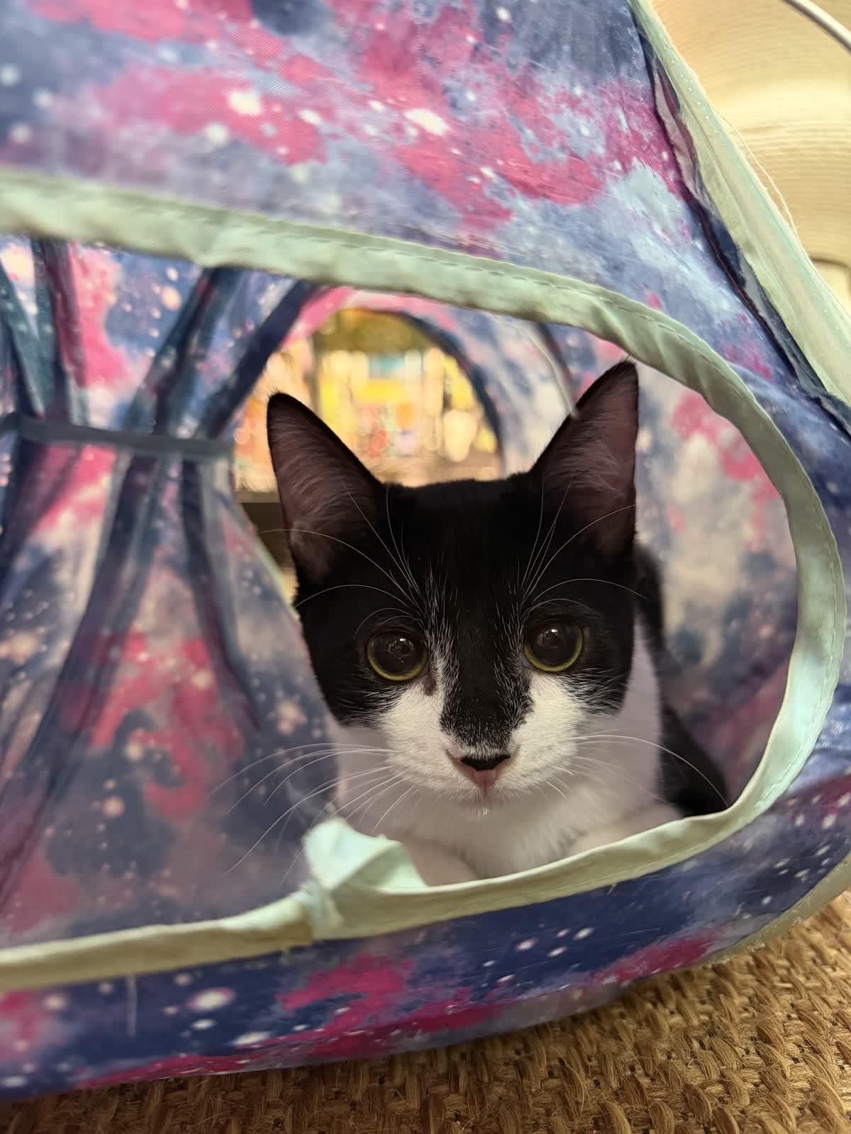Poppy, ADOPTABLE, Kitten Female Domestic Short Hair.