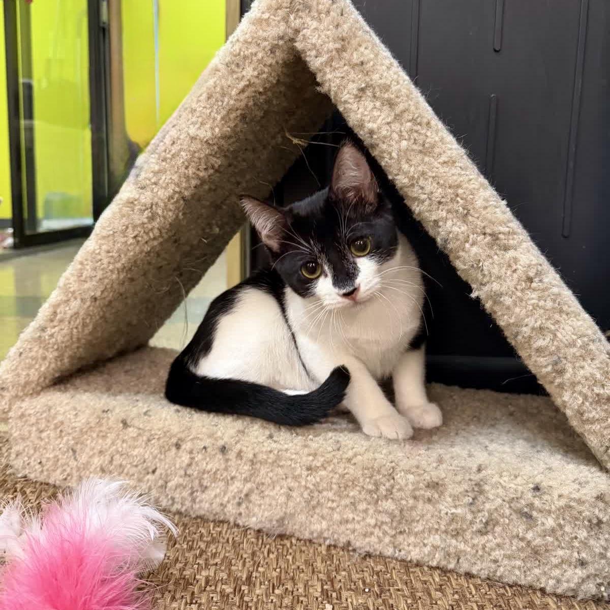 Enlarge Poppy, a ADOPTABLE Domestic Short Hair in Austin, TX image 2/6