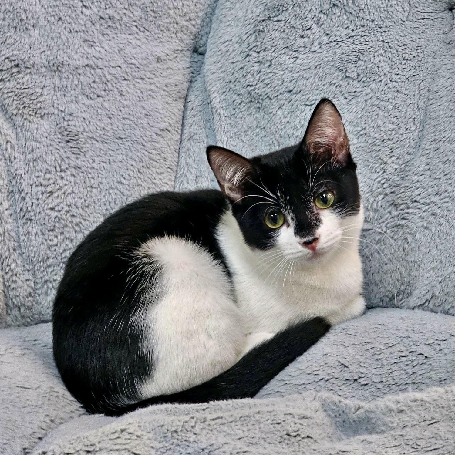 Enlarge Poppy, a ADOPTABLE Domestic Short Hair in Austin, TX image 4/6