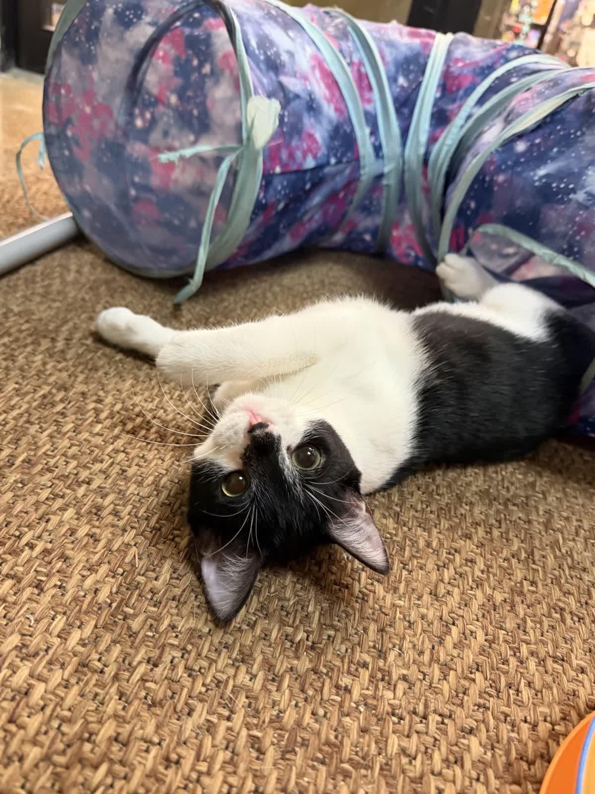 Enlarge Poppy, a ADOPTABLE Domestic Short Hair in Austin, TX image 6/6