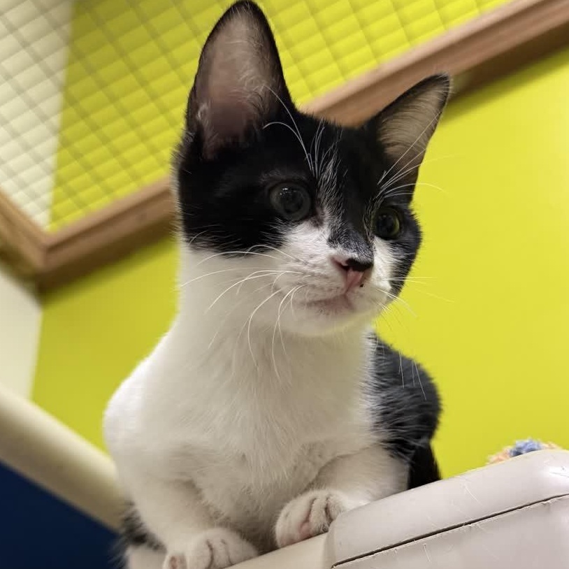 Enlarge Poppy, a ADOPTABLE Domestic Short Hair in Austin, TX image 5/6