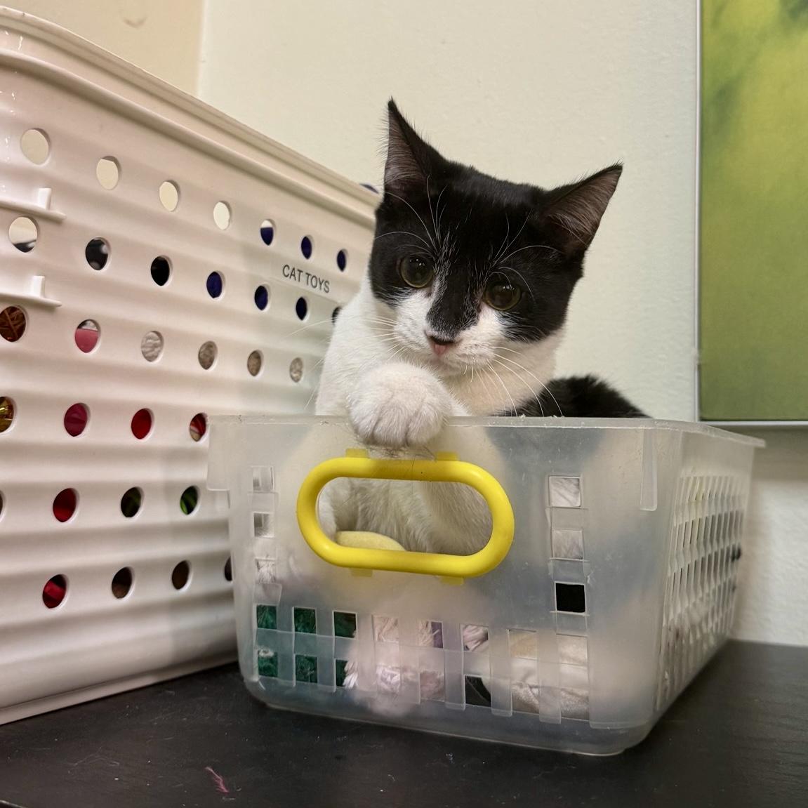 Enlarge Poppy, a ADOPTABLE Domestic Short Hair in Austin, TX image 3/6