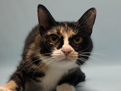 Rosalie, Adoptable, Young Female Domestic Medium Hair & Domestic Short Hair.