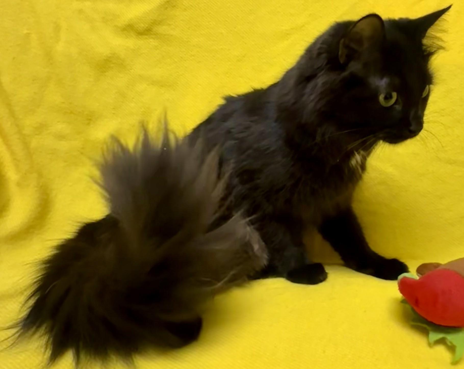 Kaylee, ADOPTABLE, Adult Female Domestic Short Hair.