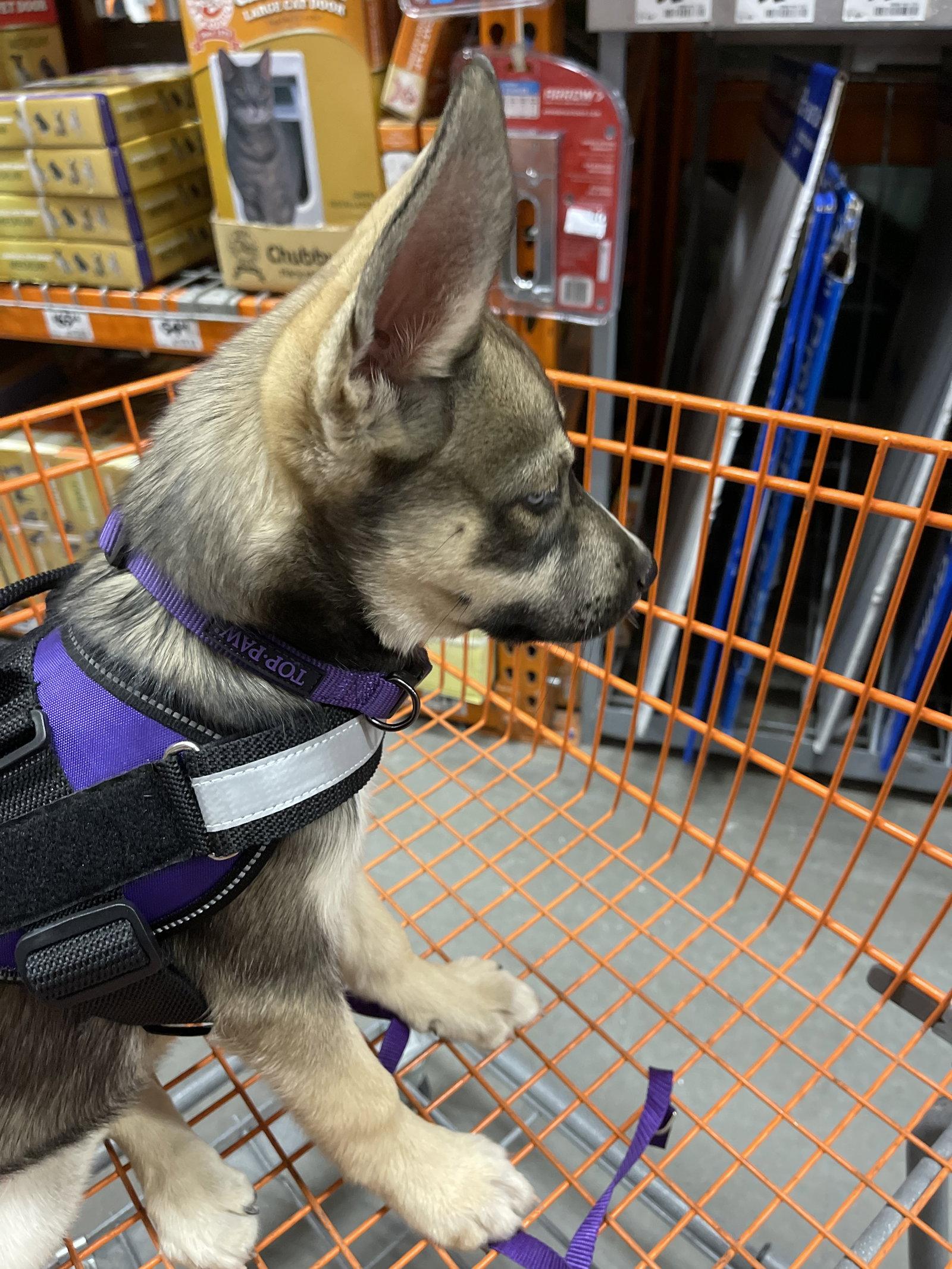 EmmaLee, Adopted, Puppy Female Siberian Husky & German Shepherd Dog.