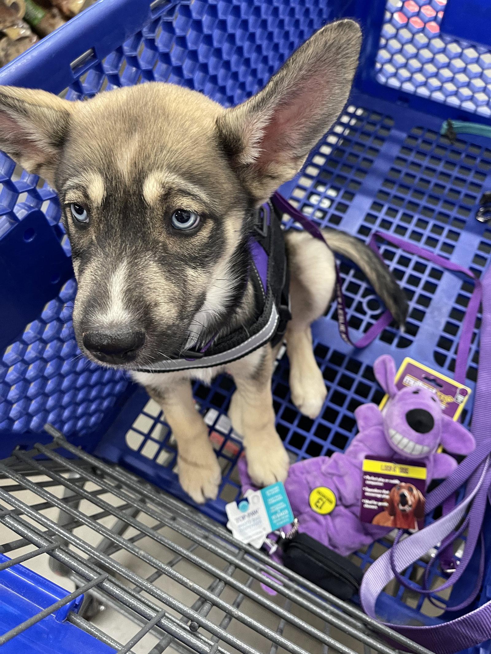 EmmaLee, Adopted, Puppy Female Siberian Husky & German Shepherd Dog.