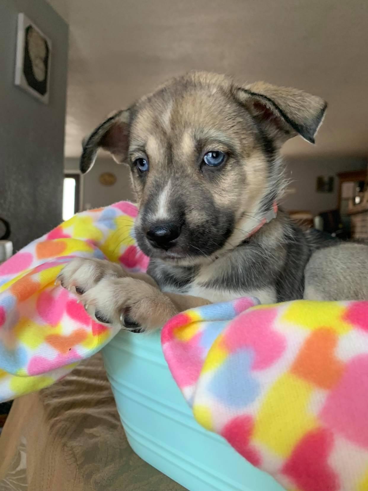 Enlarge EmmaLee, a Adopted mixed breed in Cedar Crest, NM image 3/3