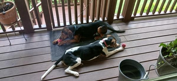 Buddy, Adoptable, Young Male Hound.