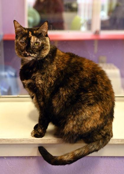 Athena (in a foster home), Adoptable, Adult Female Domestic Short Hair & Domestic Short Hair.