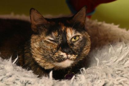 Athena (in a foster home), a Adoptable mixed breed in Baton Rouge, LA image 2/3