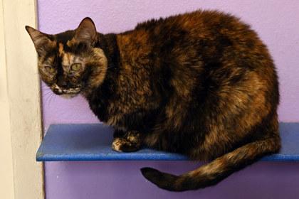 Enlarge Athena, a Adoptable mixed breed in Baton Rouge, LA image 3/3