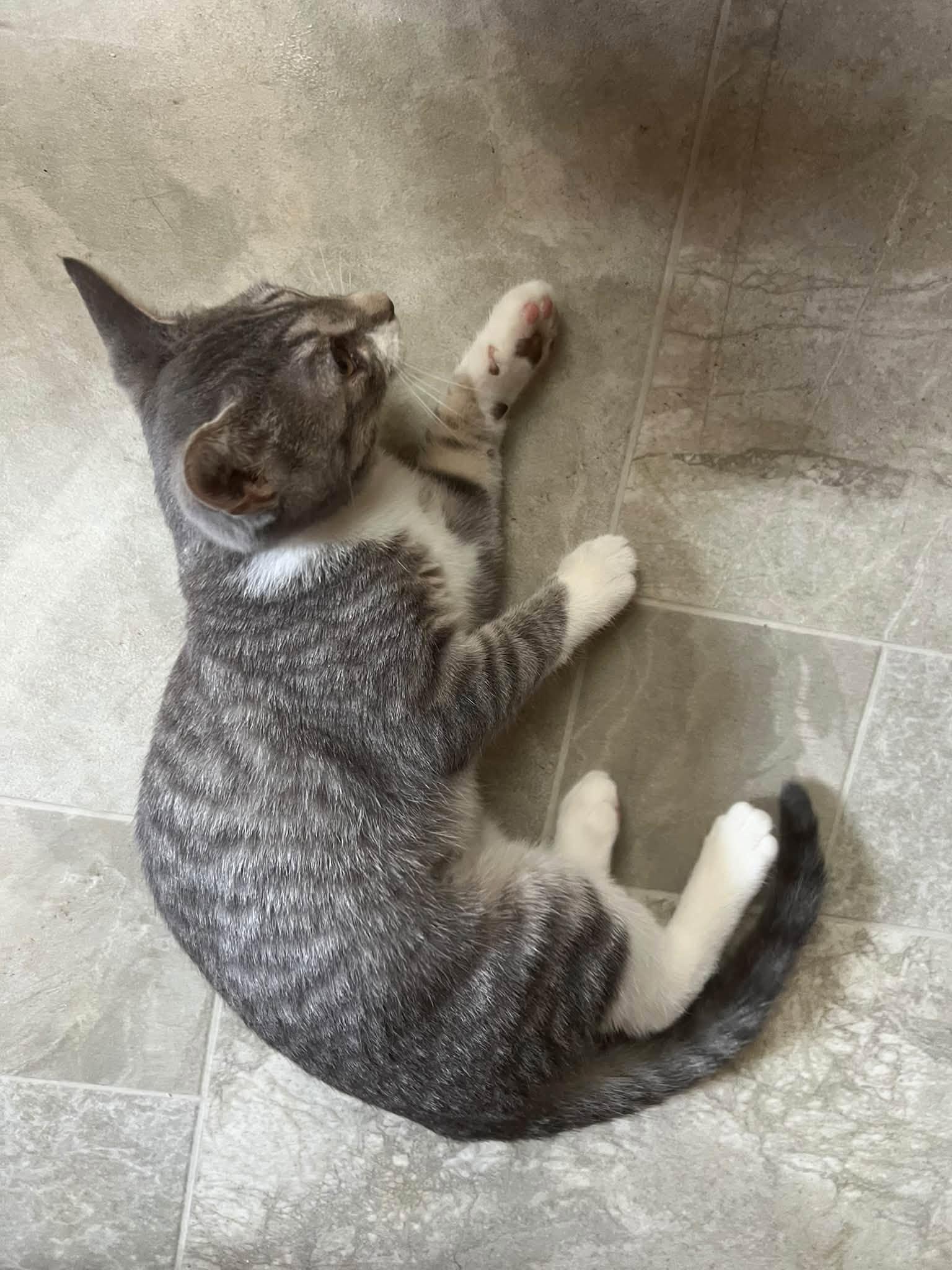 Enlarge Beatrice, a Adoptable Tabby in Richmond Dale, OH image 2/3