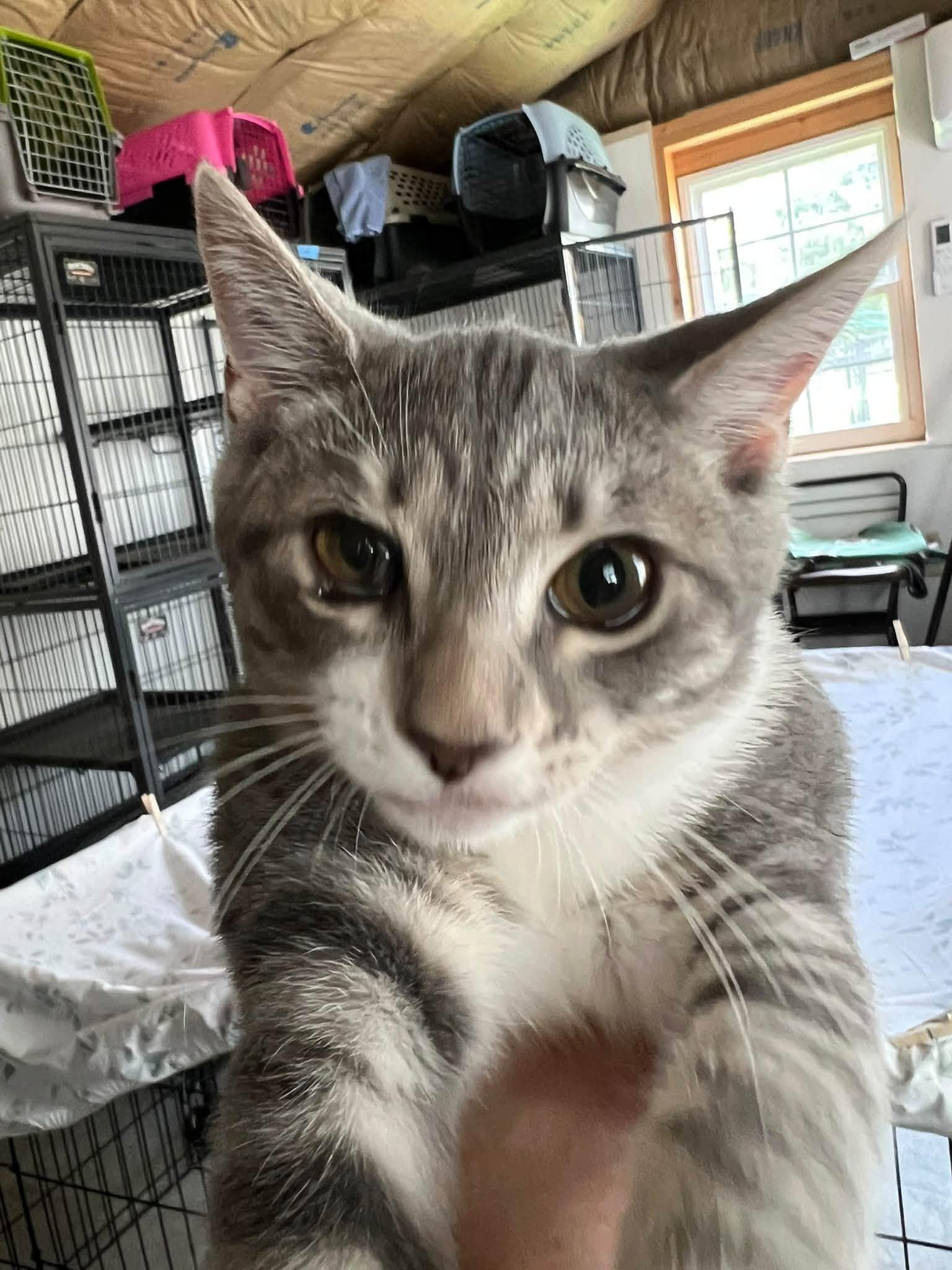Enlarge Beatrice, a Adoptable Tabby in Richmond Dale, OH image 1/3