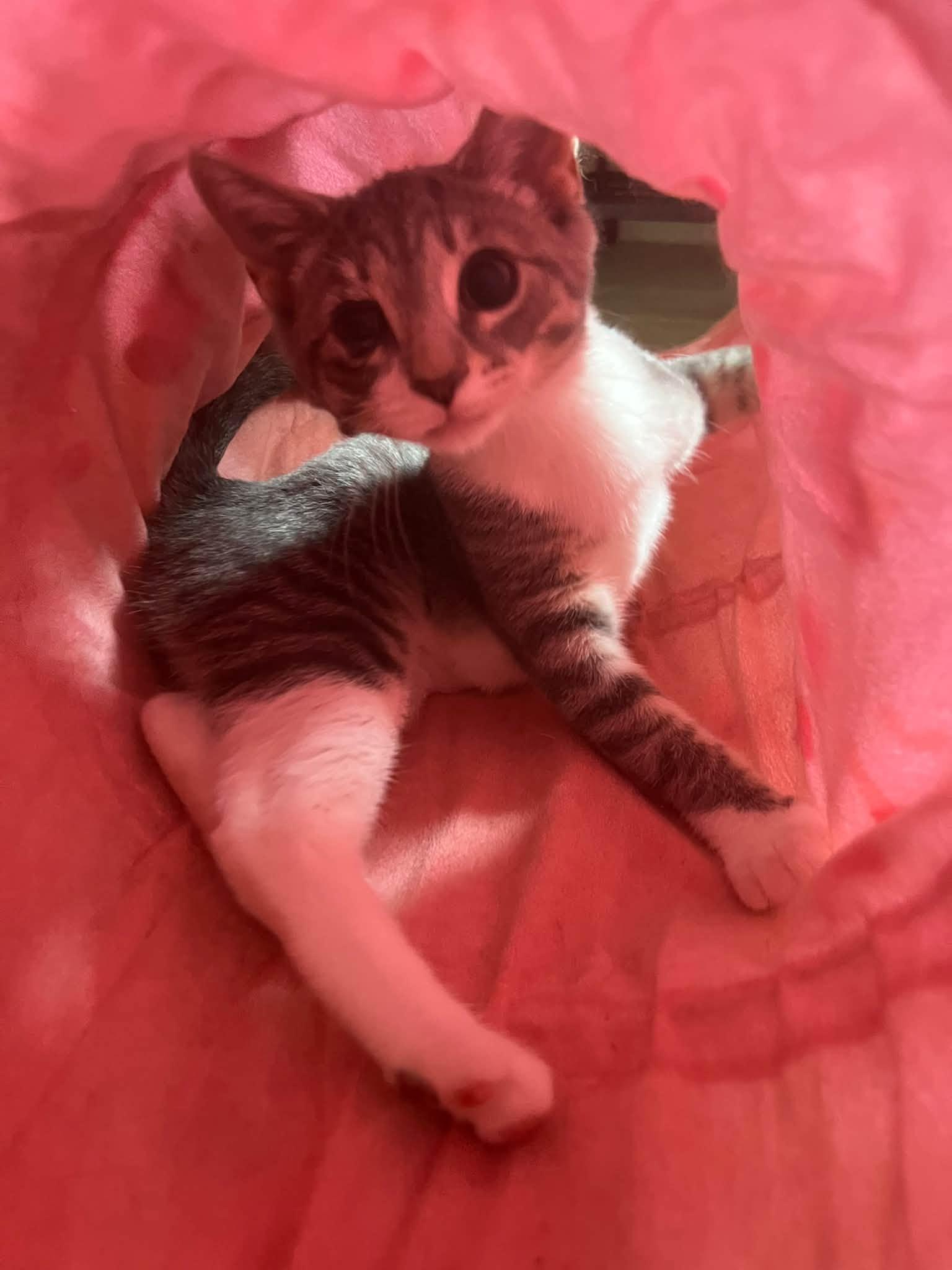 Enlarge Beatrice, a Adoptable Tabby in Richmond Dale, OH image 3/3