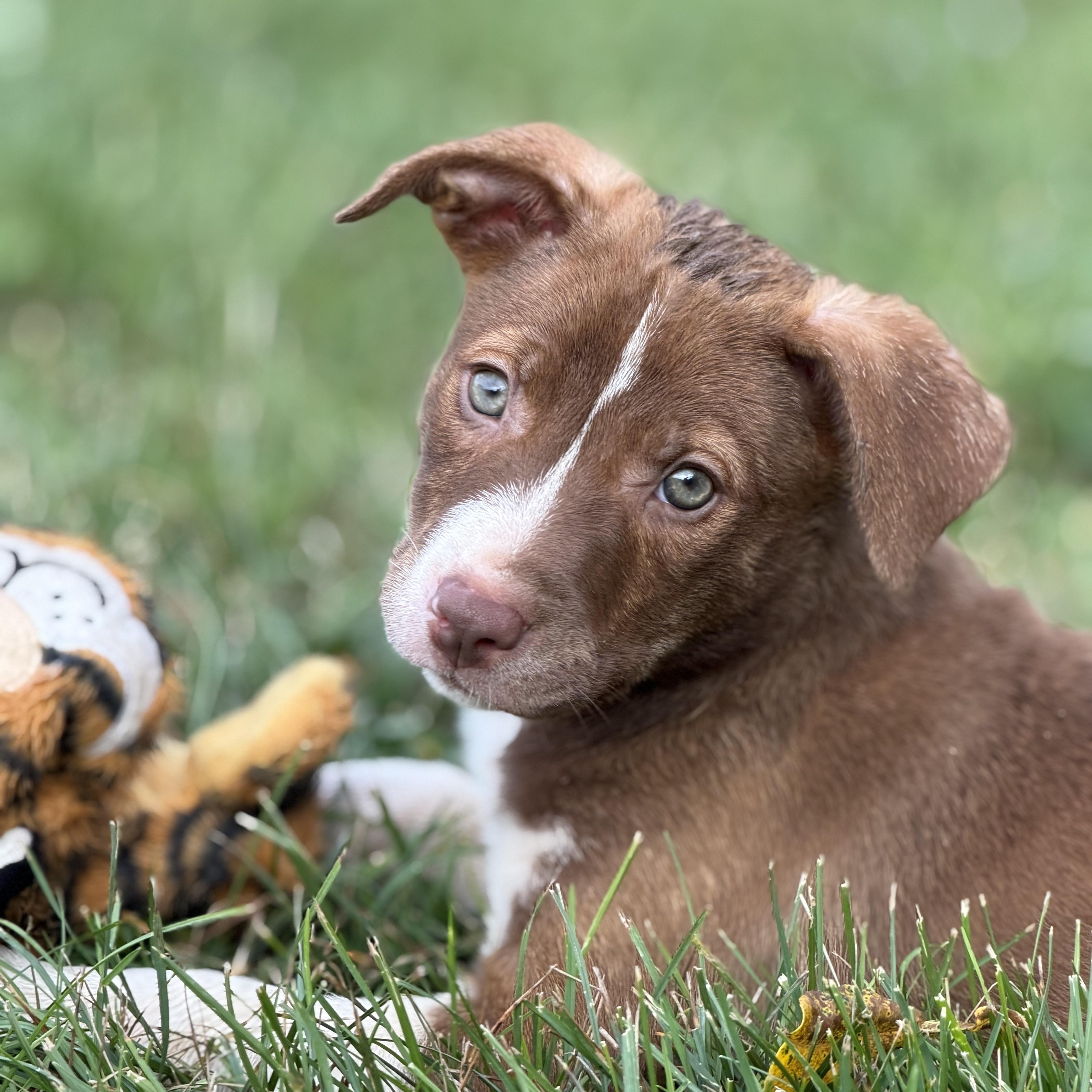 Enlarge Victoire, an adopted mixed breed in Grottoes, VA image 1/6