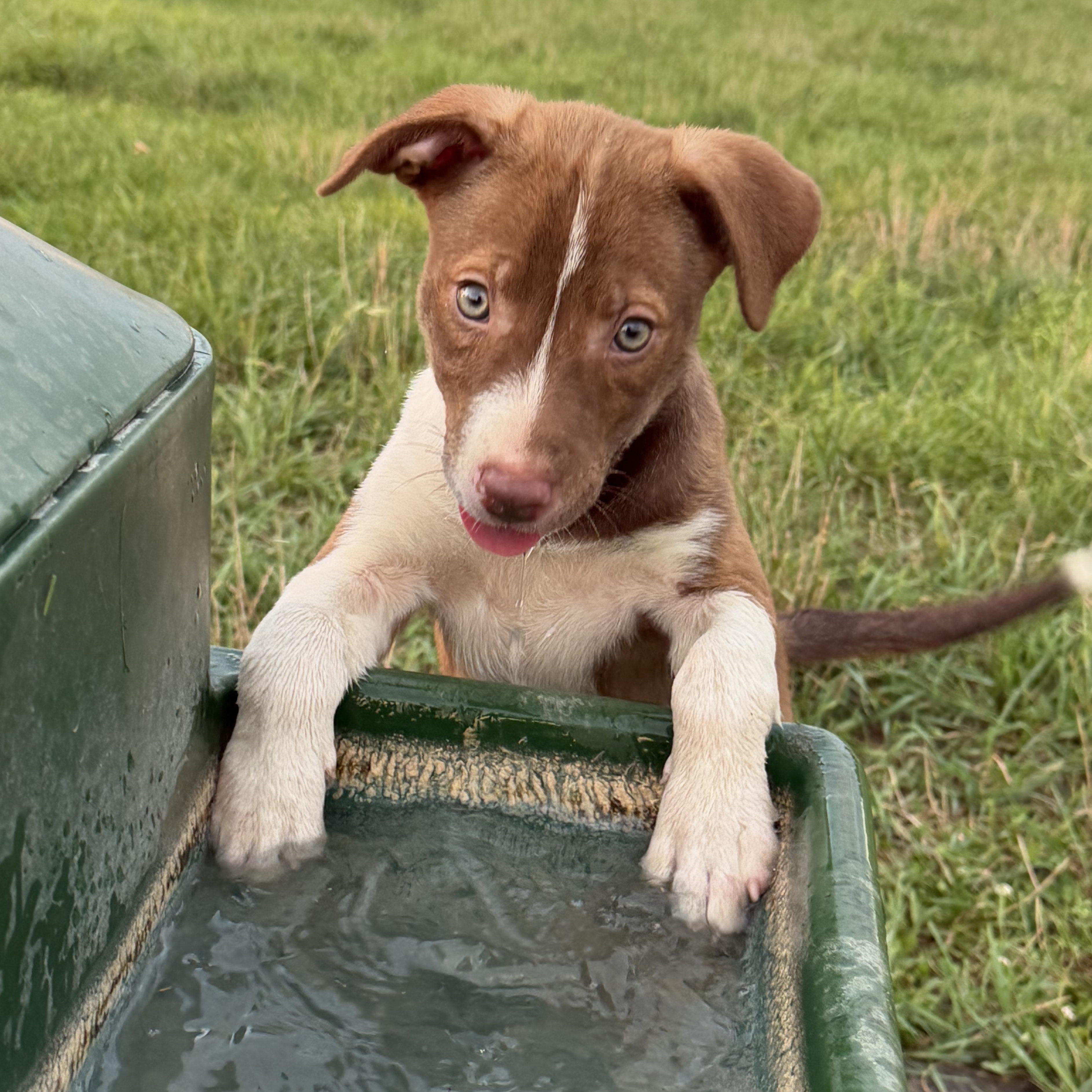 Enlarge Victoire, an adopted mixed breed in Grottoes, VA image 4/6