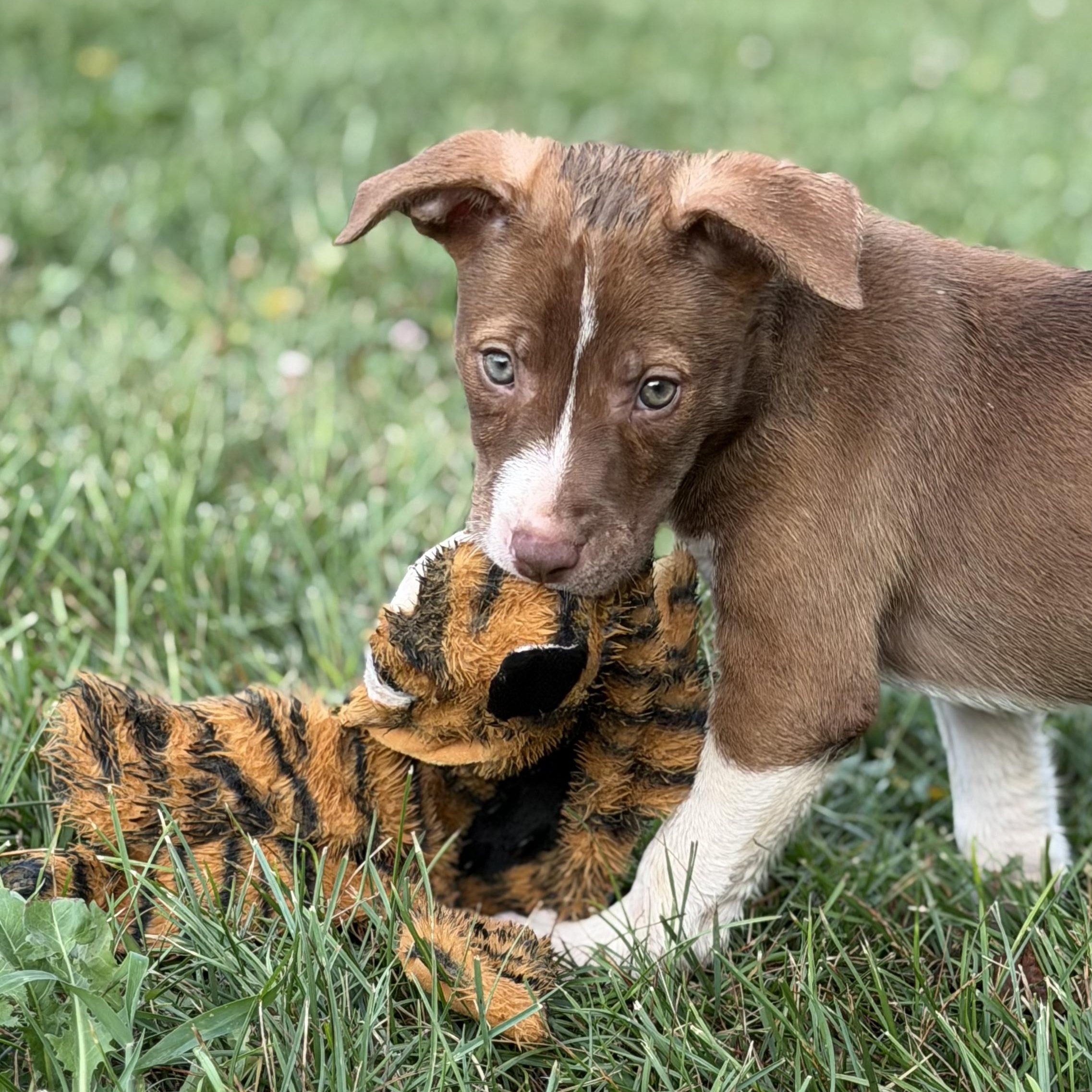 Enlarge Victoire, an adopted mixed breed in Grottoes, VA image 2/6