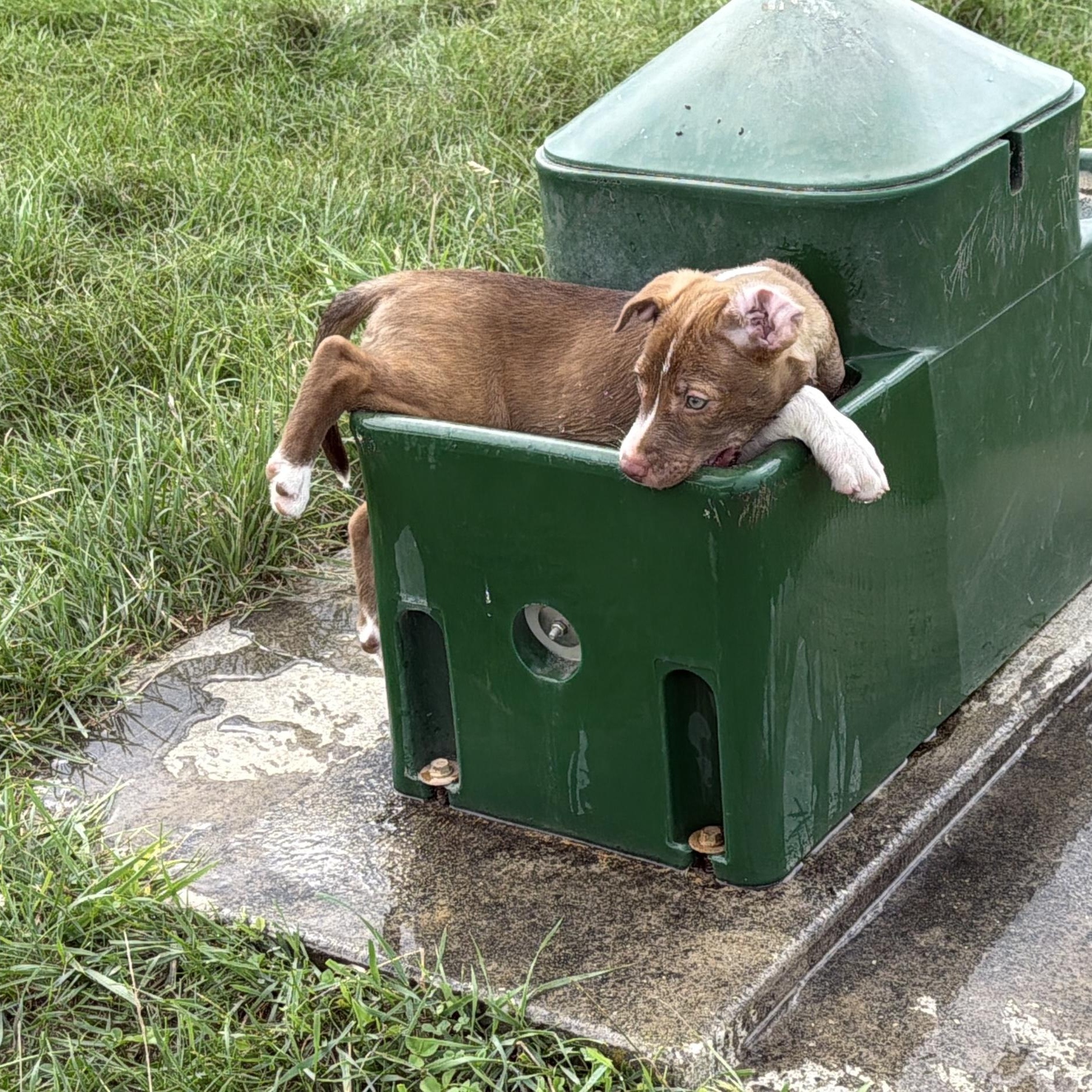 Enlarge Victoire, an adopted mixed breed in Grottoes, VA image 5/6