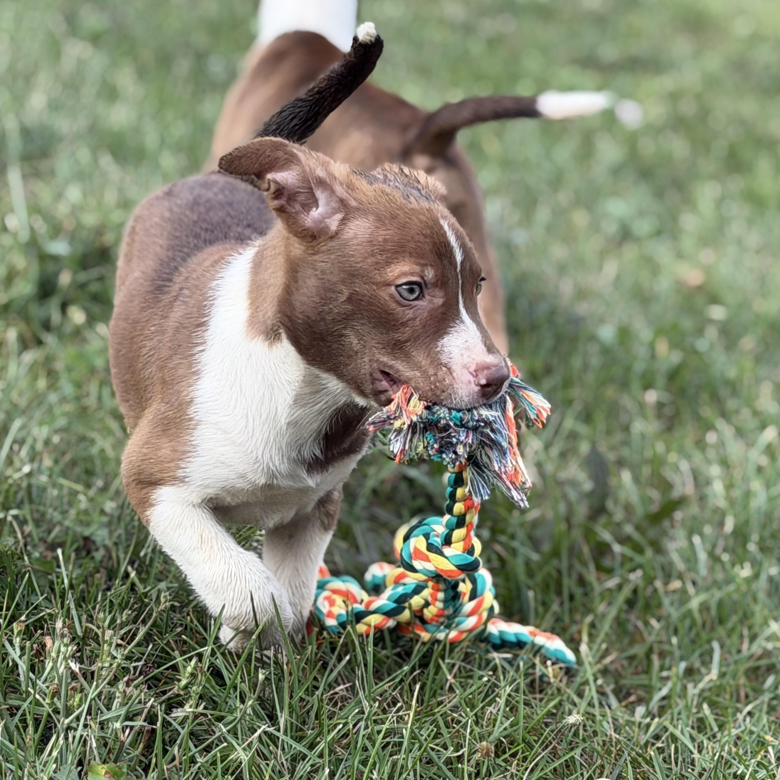 Enlarge Victoire, an adopted mixed breed in Grottoes, VA image 3/6
