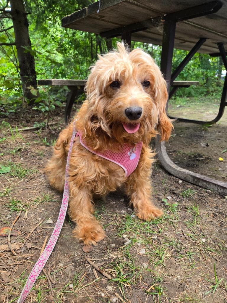Kenna, Adoptable, Senior Female Golden Retriever & Poodle.