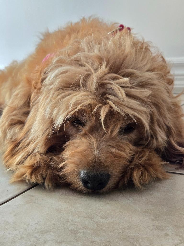 Enlarge Kenna, a Adoptable mixed breed in Toronto, ON image 2/6