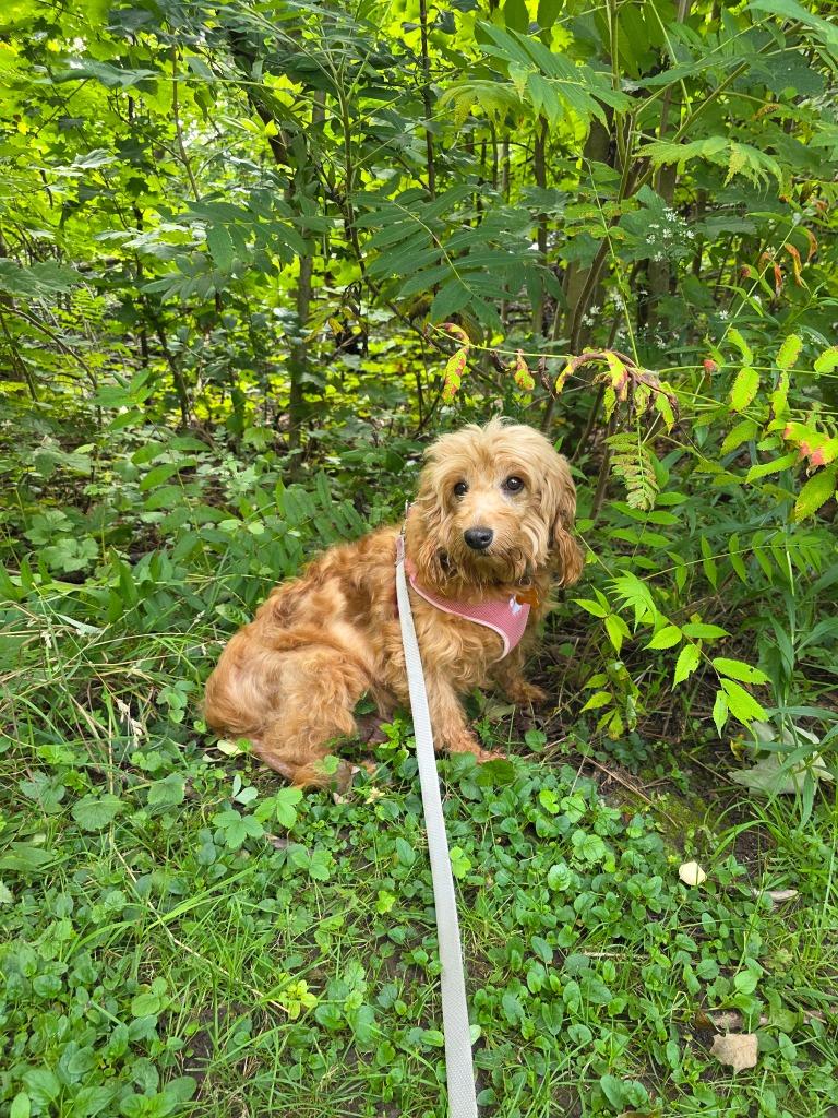 Enlarge Kenna, a Adoptable mixed breed in Toronto, ON image 5/6