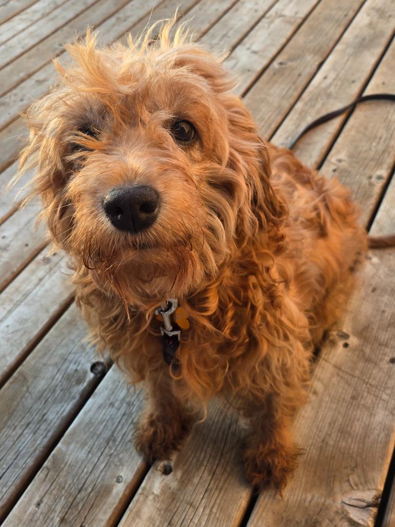 Enlarge Kenna, a Adoptable mixed breed in Toronto, ON image 6/6