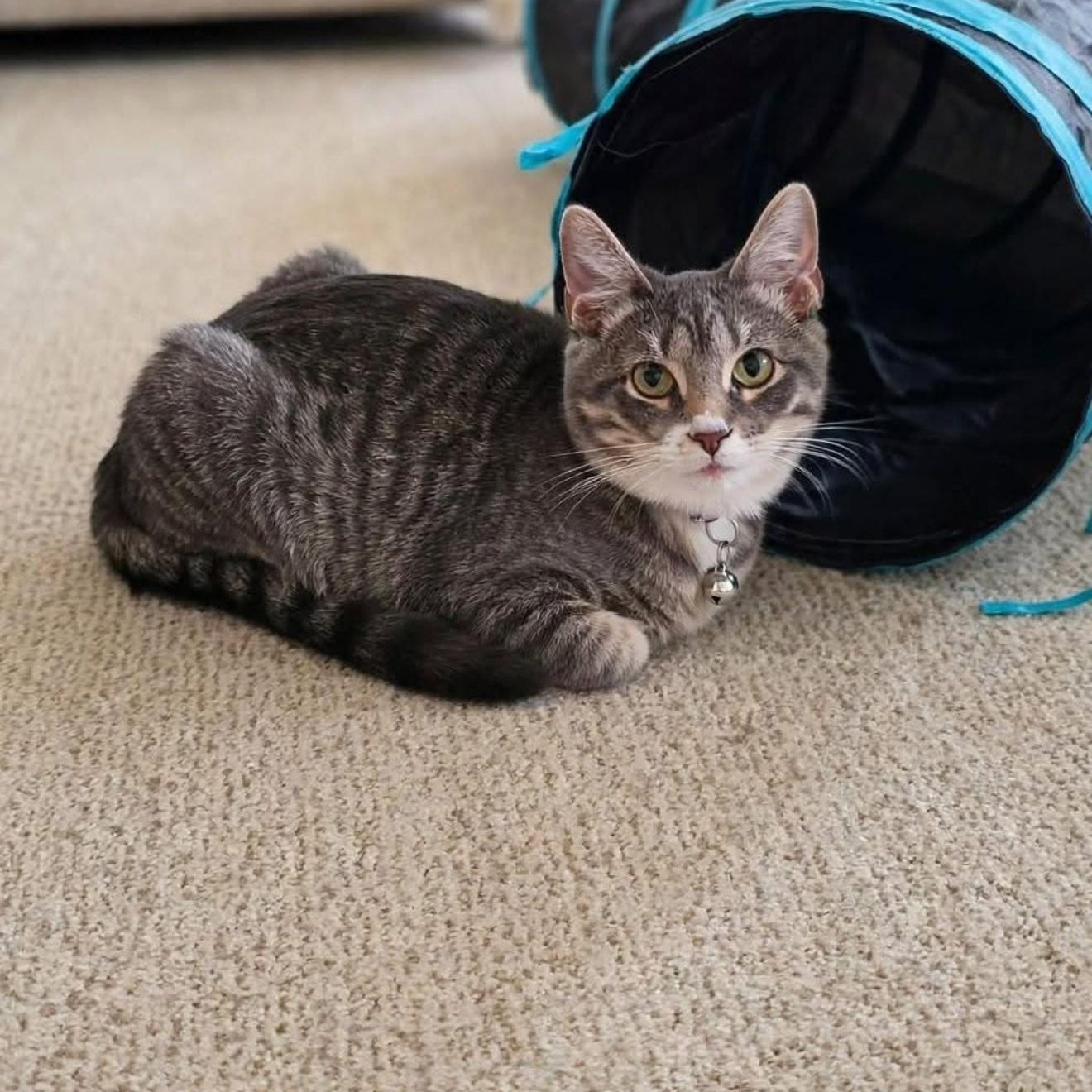 Ginny (bonded with Gil), Adoptable, Kitten Female Domestic Short Hair.