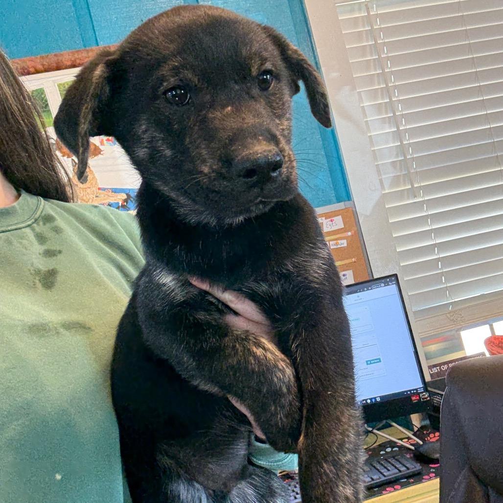 Enlarge Busch Light 040903A, a Adoptable mixed breed in Amory, MS image 1/1