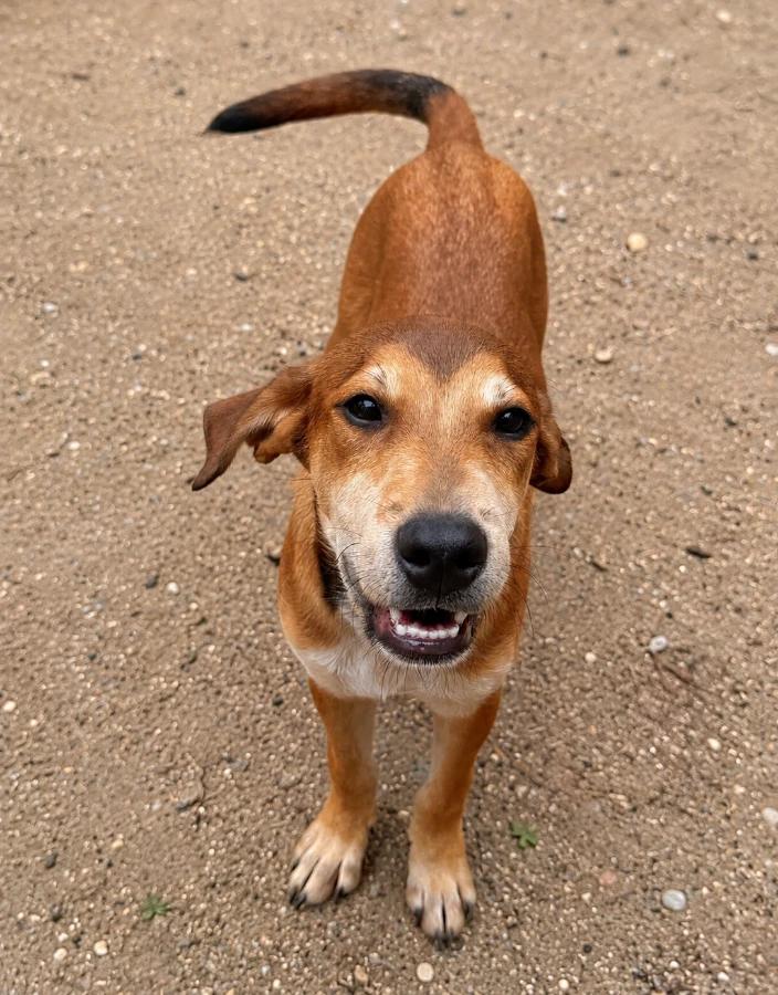 Ryder, Adoptable, Puppy Male Retriever & Mixed Breed.