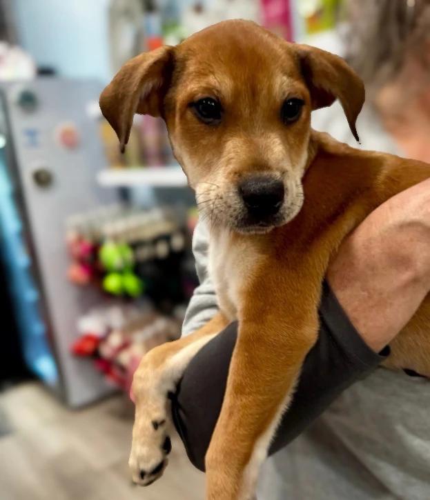 Ryder, Adoptable, Puppy Male Retriever & Mixed Breed.