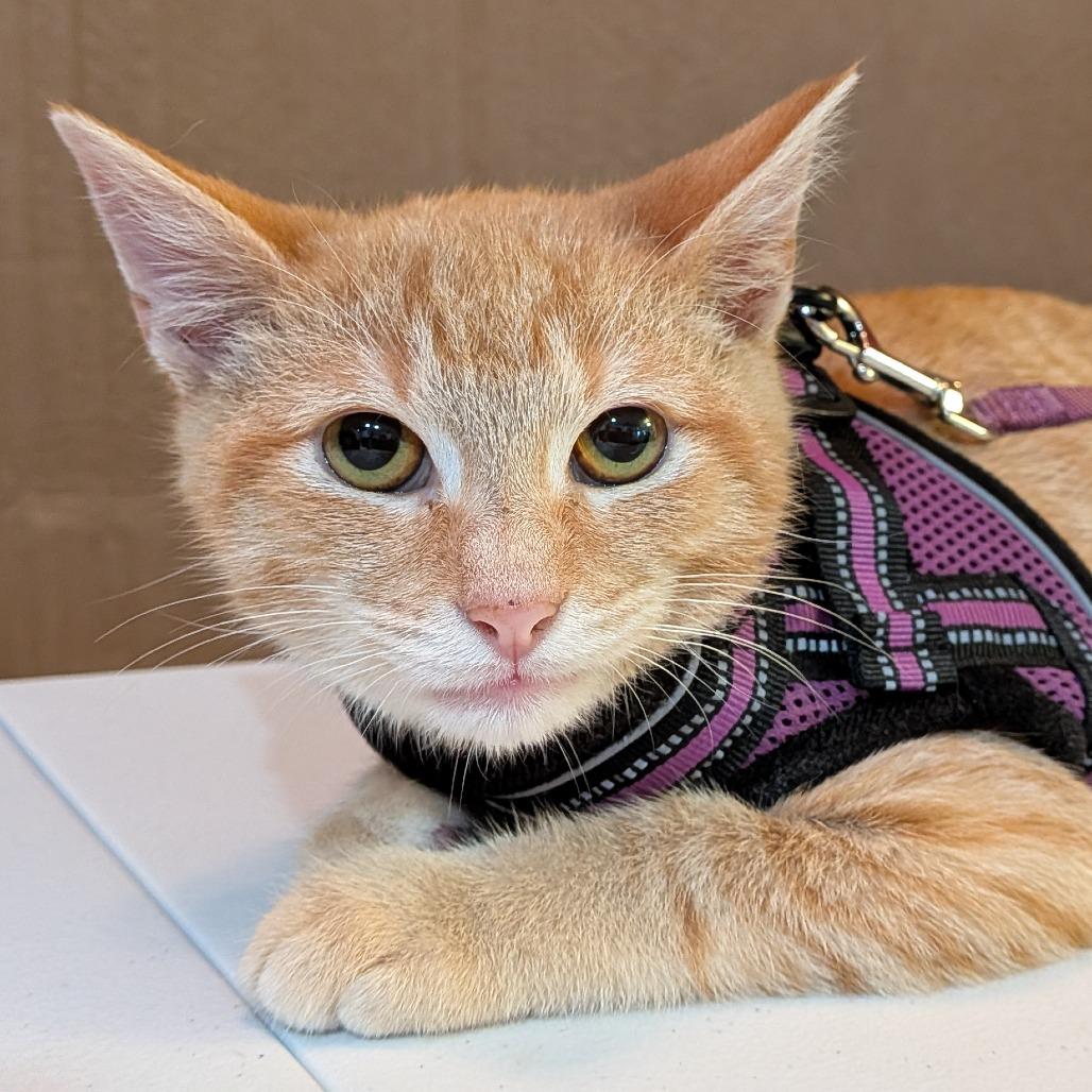 Butternut, Adoptable, Kitten Male Domestic Short Hair.
