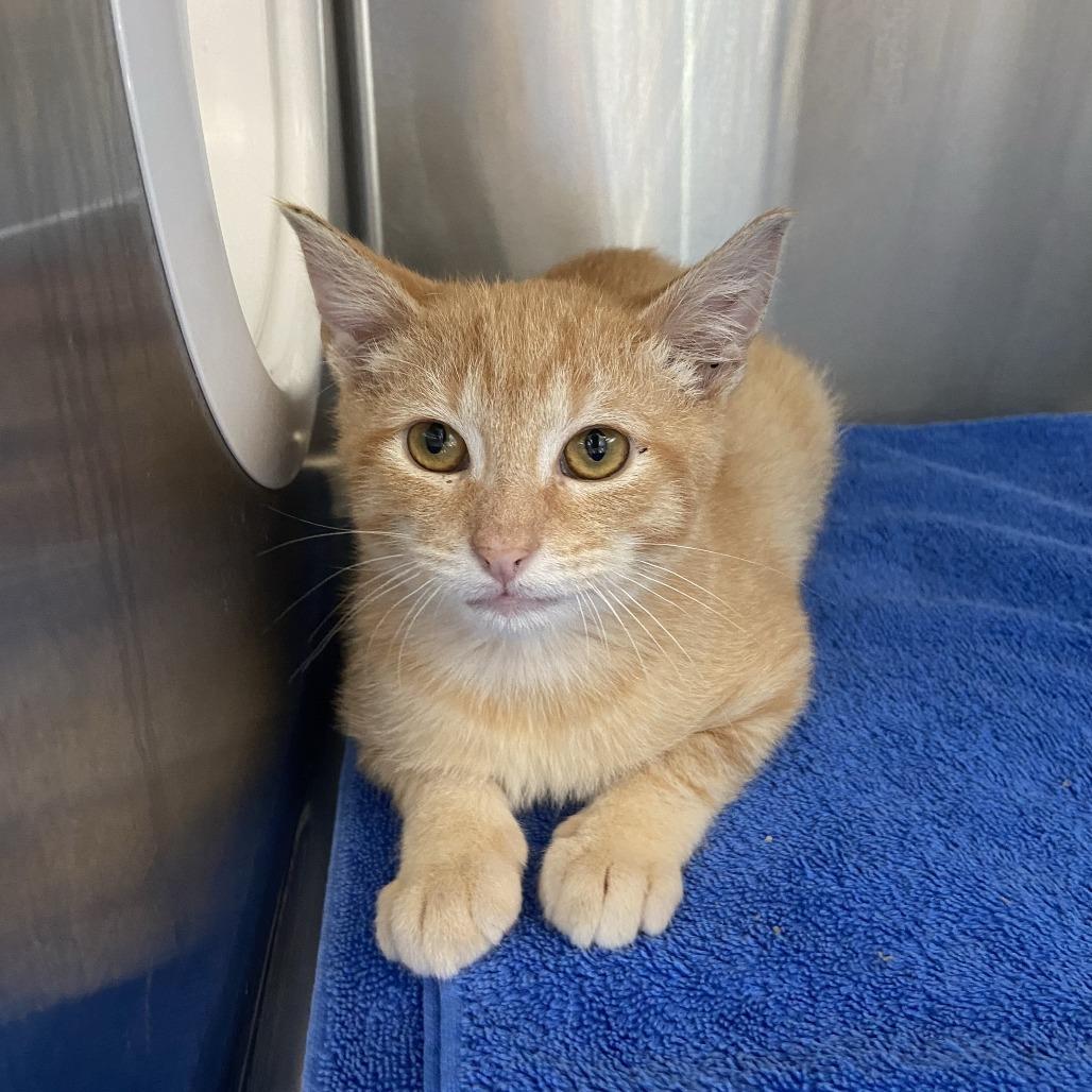 Enlarge Butternut, a Adoptable Domestic Short Hair in Washington Township, OH image 2/2