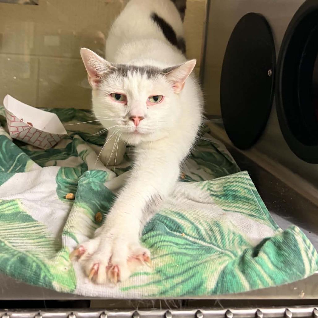 Jay-Z, Adoptable, Adult Male Domestic Short Hair.