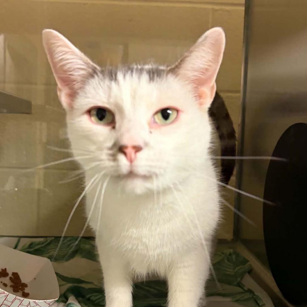 Enlarge Jay-Z, a Adoptable Domestic Short Hair in Concord, NC image 2/4