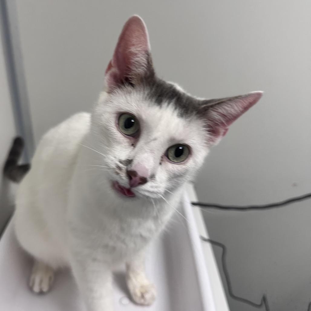 Enlarge Jay-Z, a Adoptable Domestic Short Hair in Concord, NC image 3/4