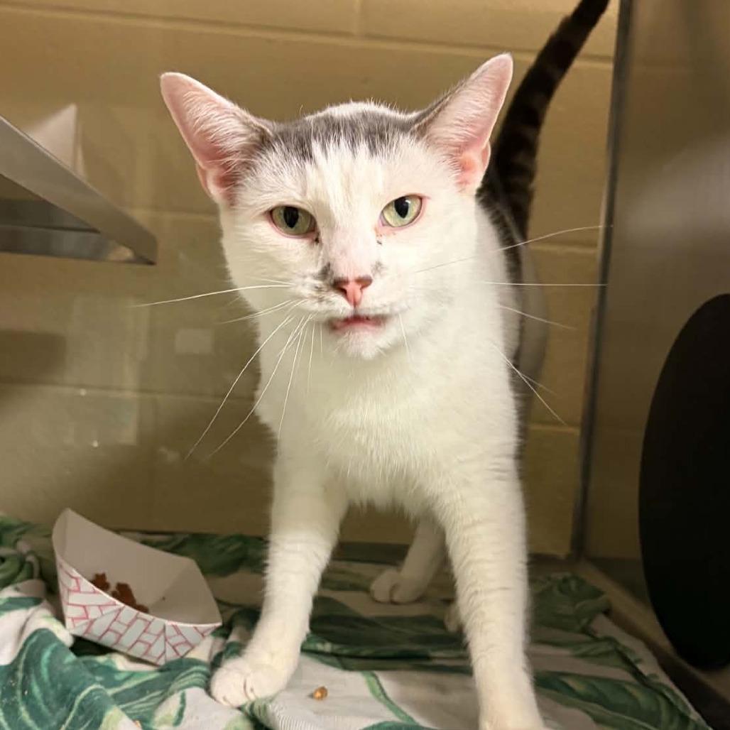 Enlarge Jay-Z, a Adoptable Domestic Short Hair in Concord, NC image 4/4