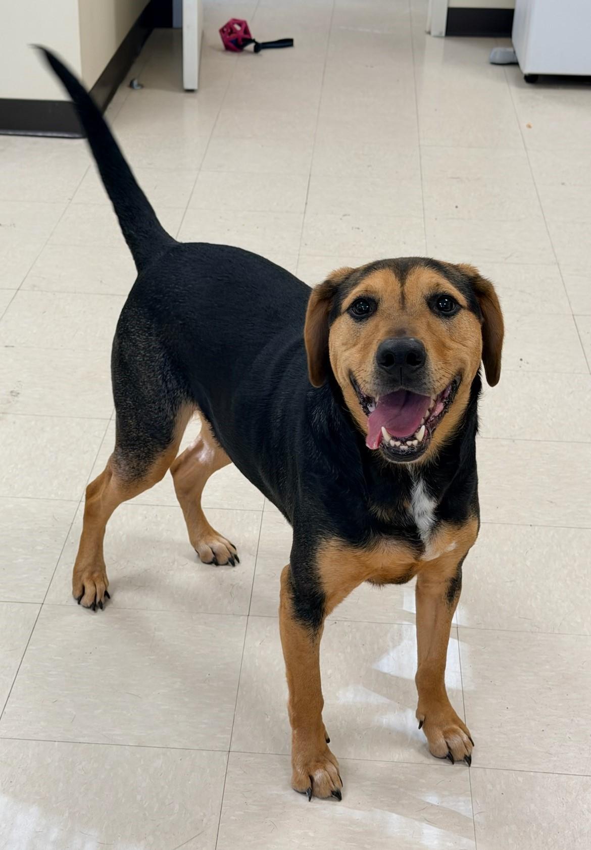 Max , ADOPTABLE, Adult Male Hound.