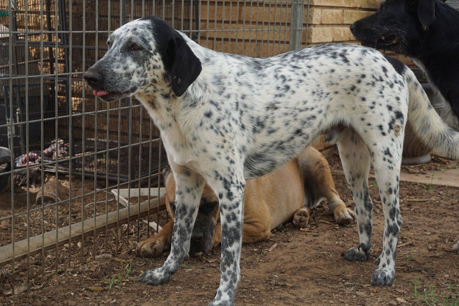 BANDITO, Adopted, Adult Male Dalmatian & Labrador Retriever.