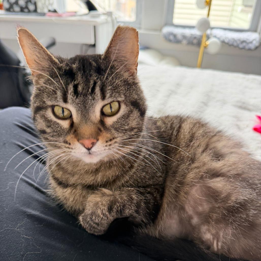 Sara Lee, Adoptable, Adult Female Domestic Short Hair.
