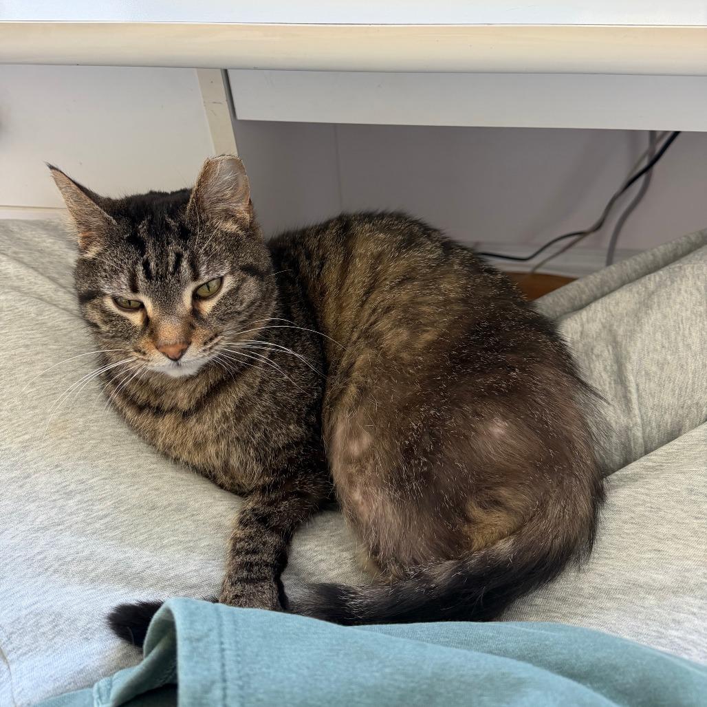 Enlarge Sara Lee, a Adoptable Domestic Short Hair in Chicago, IL image 2/6