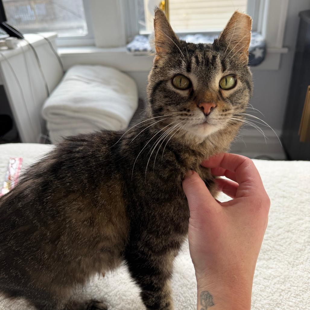 Enlarge Sara Lee, a Adoptable Domestic Short Hair in Chicago, IL image 3/6